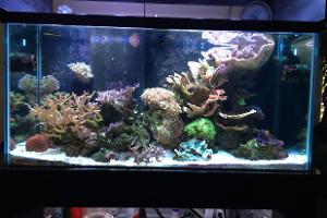 Main Display ~ Mixed Reef on May 20, 2018