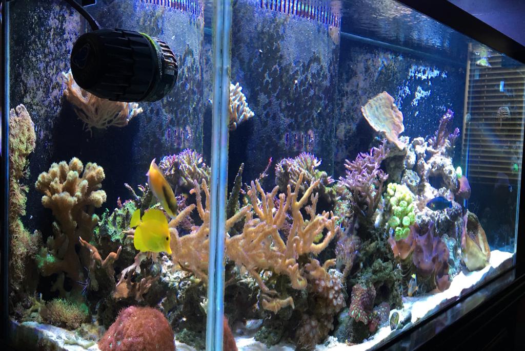 Main Display ~ Mixed Reef on May 20, 2018