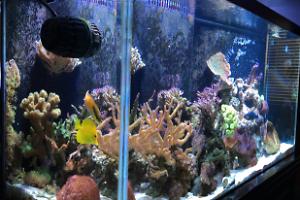 Main Display ~ Mixed Reef on May 20, 2018