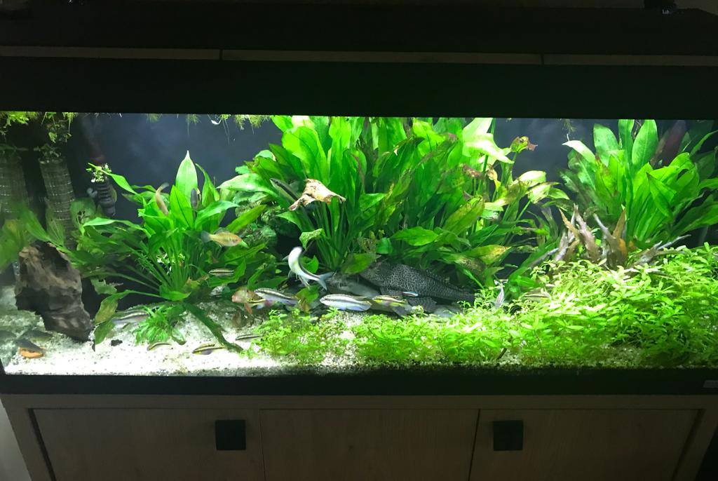 My Aquarium on May 22, 2018