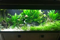 My Aquarium on May 22, 2018