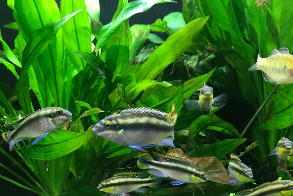 My Aquarium on May 22, 2018