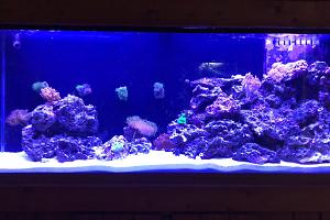 55g Mixed Reef Tank Thumbnail