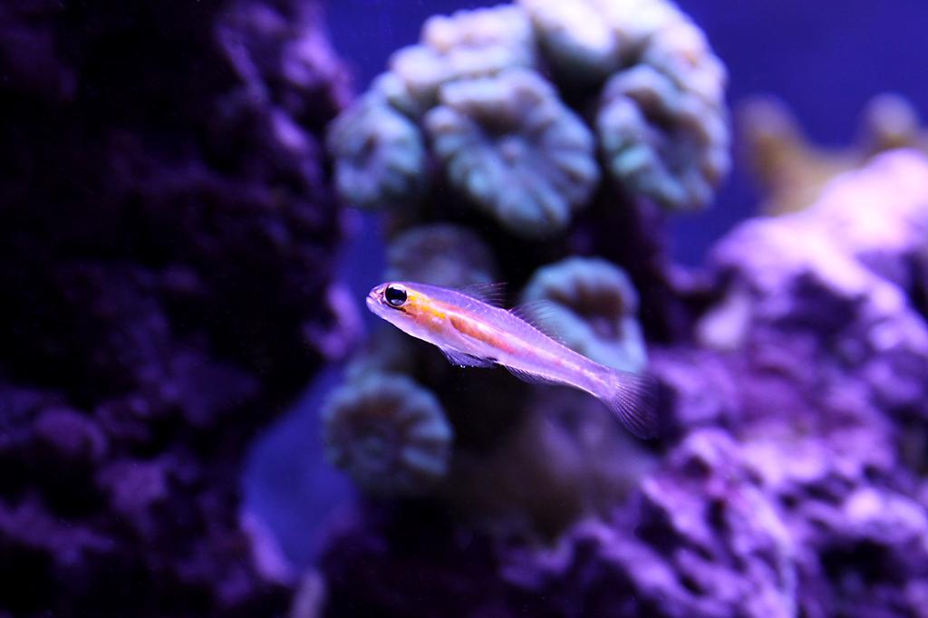 Masked Goby / Coryphopterus personatus 9