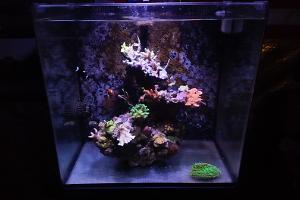 Anemone Tank Thumbnail