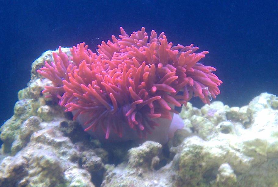 Rose Bubble-tip Anemone