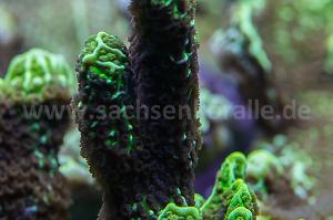 Montipora confusa Thumbnail