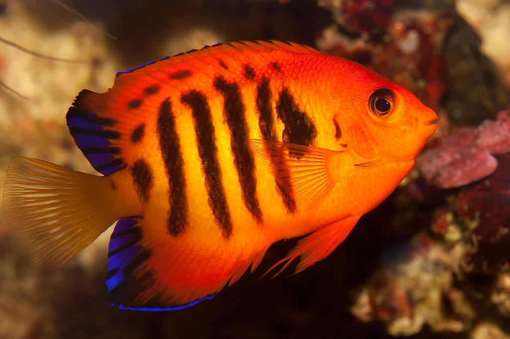 Flame Angelfish / Centropyge loriculus 672