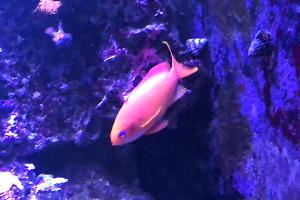 Lyretail Anthias Thumbnail