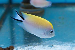 Spotbreast Angelfish