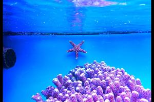 Marble Sea Star Thumbnail