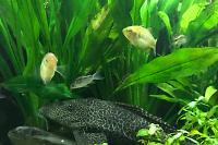 My Aquarium on May 28, 2018