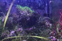 Refugium Display on May 28, 2018