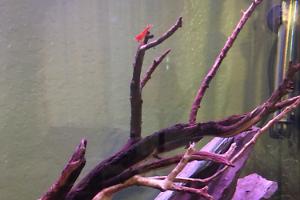 Red Cherry Shrimp Thumbnail