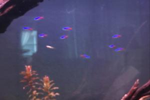 Neon Tetra Thumbnail