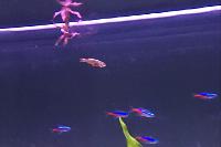 Celestial Pearl Danio Thumbnail