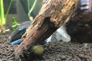 Olive Nerite Snail Thumbnail