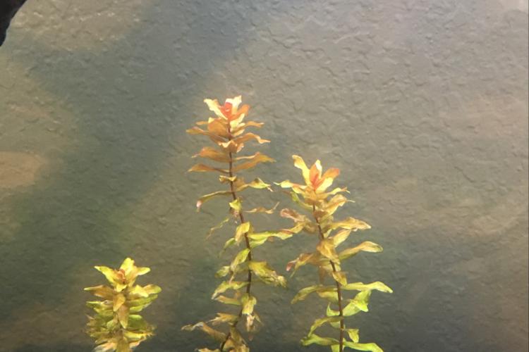 Rotala rotundifolia / Rotala rotundifolia 89