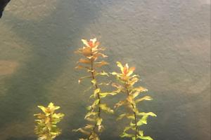 Rotala rotundifolia Thumbnail