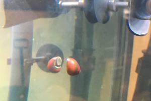 Red racer nerite snail Thumbnail