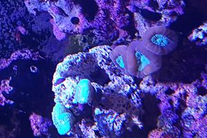 Candy Cane Coral 2 Thumbnail