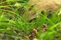 Dwarf Hair Grass Thumbnail