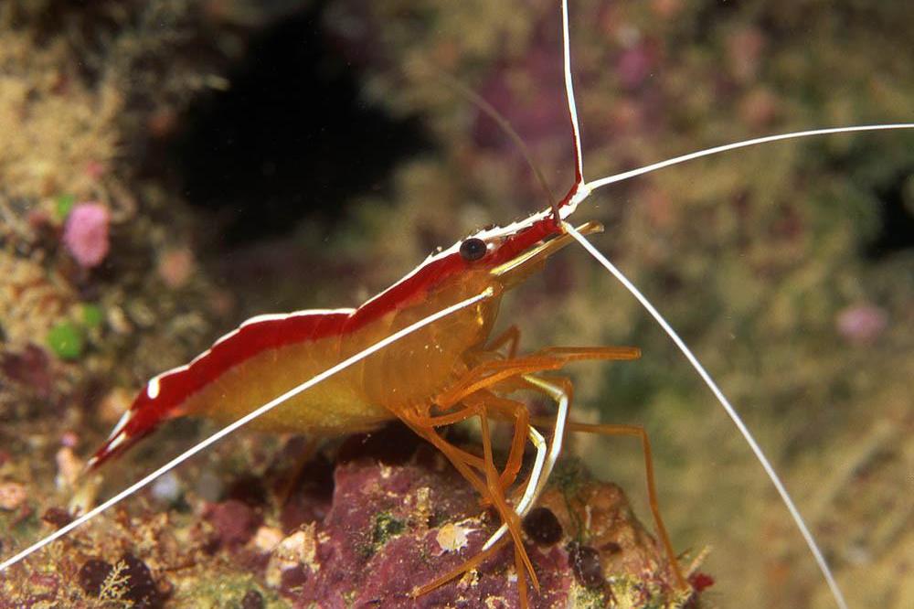 Red Line Cleaner Shrimp / Lysmata amboinensis 3498