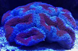 Lobophyllia Brain Coral Thumbnail