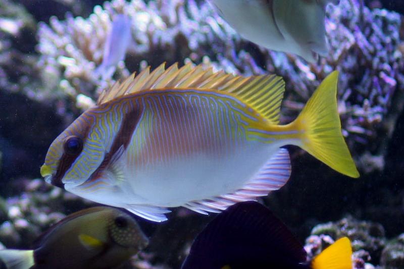 Bluelined Rabbitfish / Siganus doliatus 23