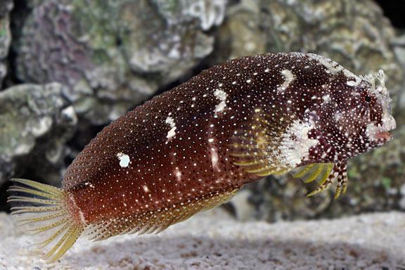 Starry Blenny / Salarias ramosus 385