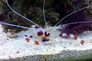 Banded Coral Shrimp Thumbnail