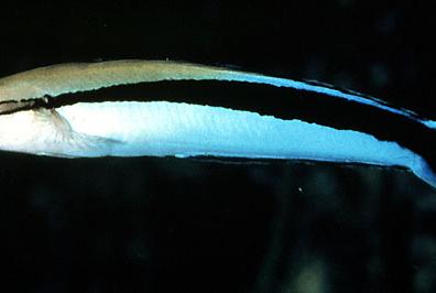 Cleaner Common Wrasse