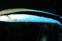 Cleaner Common Wrasse Thumbnail