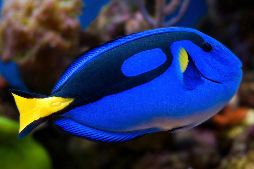 Blue Tang / Paracanthurus hepatus 2807