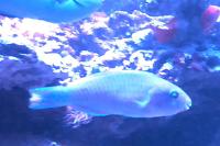 Quoy's parrotfish Thumbnail