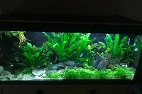 My Aquarium on Jun 5, 2018