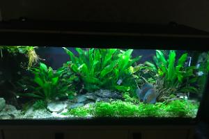 My Aquarium on Jun 5, 2018