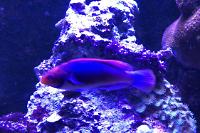 Red Head Solon Fairy Wrasse Thumbnail