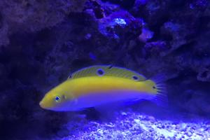 Yellow & Purple Wrasse Thumbnail