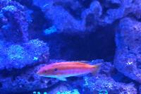 Yellow Candy Hogfish Thumbnail