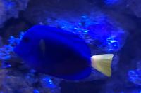 Purple Tang Thumbnail