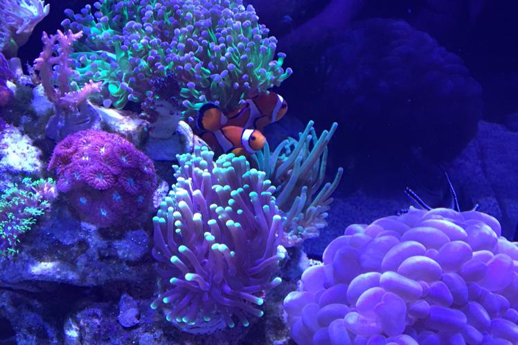 Easter Reef Thumbnail