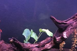 Anubias Barteri v.Nana Thumbnail