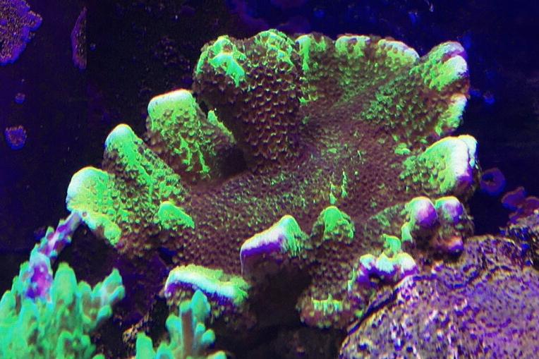 Branching Montipora / Montipora spongodes 100