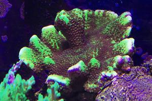 Branching Montipora Thumbnail