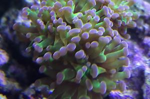 Frogspawn Thumbnail