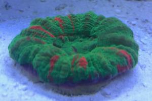 Button Coral Scolymia Thumbnail