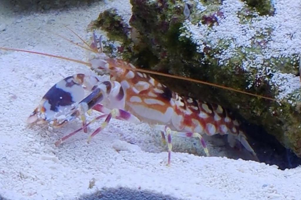 Tiger Pistol Shrimp / Alpheus bellulus 844