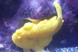 Commerson's Frogfish Thumbnail