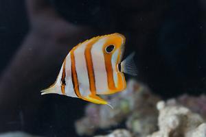 Copperband Butterflyfish Thumbnail